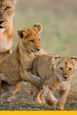 Małe lwy bawią się pod czujnym okiem lwicy, Botswana, Afryka