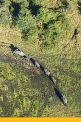 Stado słoni w Delcie Okawango podczas wycieczki do Botswany